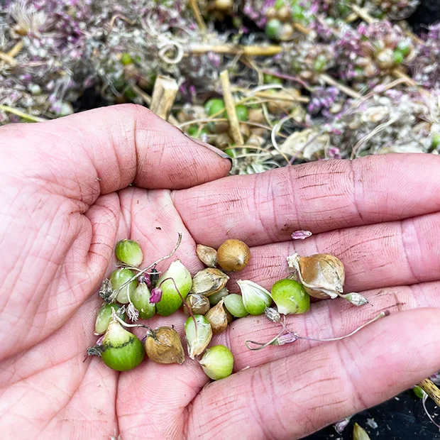 Babington leek bulbils