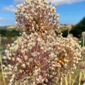 Perennial leek poireau perpetuel