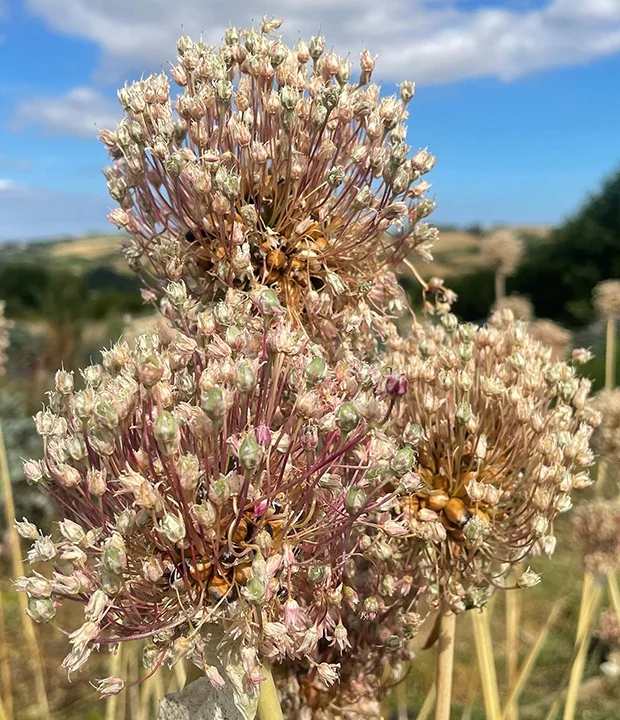 Perennial leek poireau perpetuel