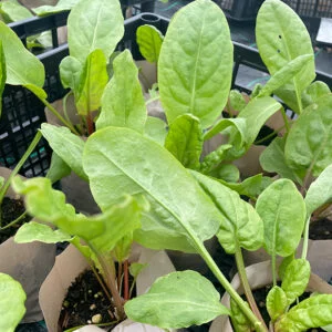 Belleville Sorrel - Rumex acetosa