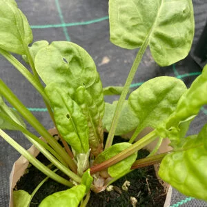 Belleville Sorrel - Rumex acetosa