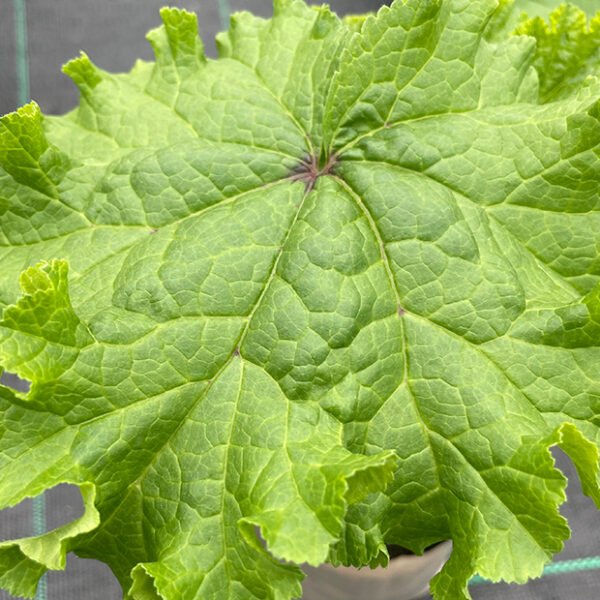 Malva verticillata