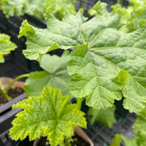 Malva verticillata