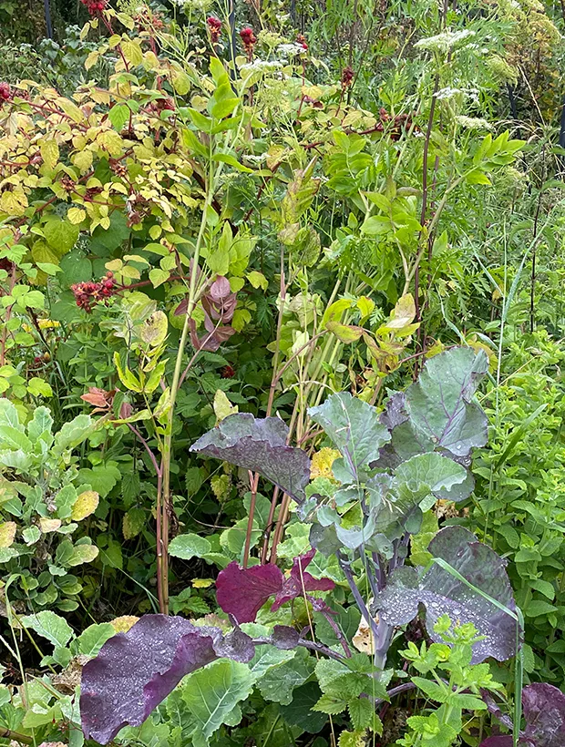 Perennial vegetable garden