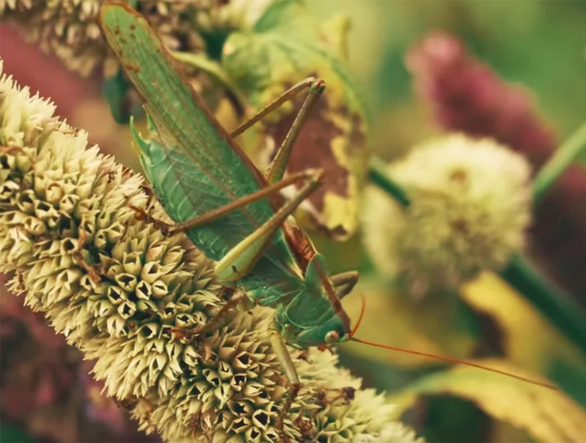 Great green bush-cricket