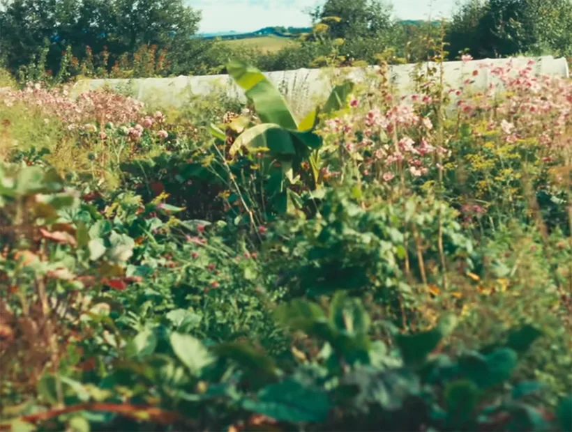 Polyculture of plants