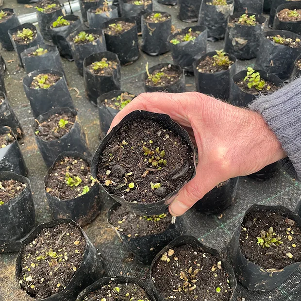 Hablitzia tamnoides plug plants