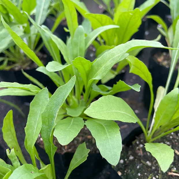Perennial wall rocket olive leaved