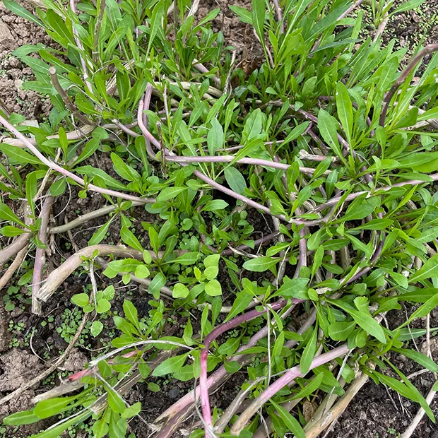 Perennial wall rocket olive leaved type