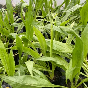 Scorzonera hispanica Russian Giant