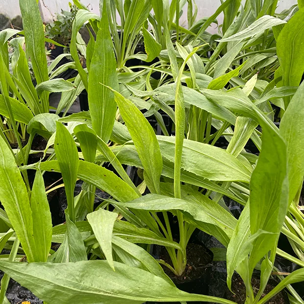 Scorzonera hispanica Russian Giant