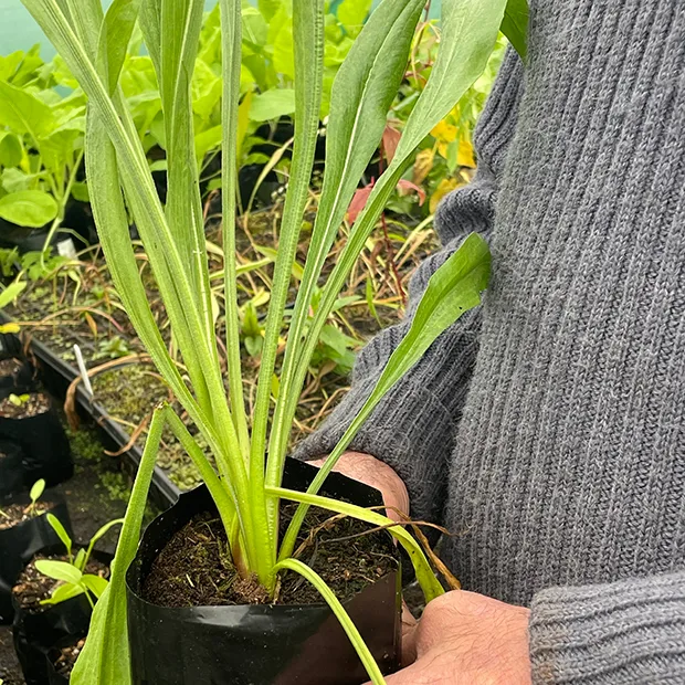 Scorzonera hispanica Russian Giant