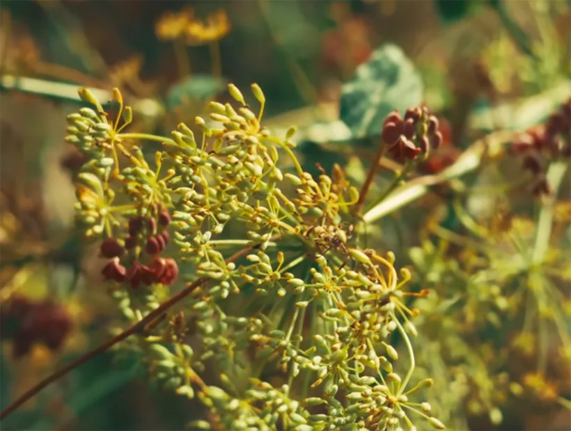 Seed heads