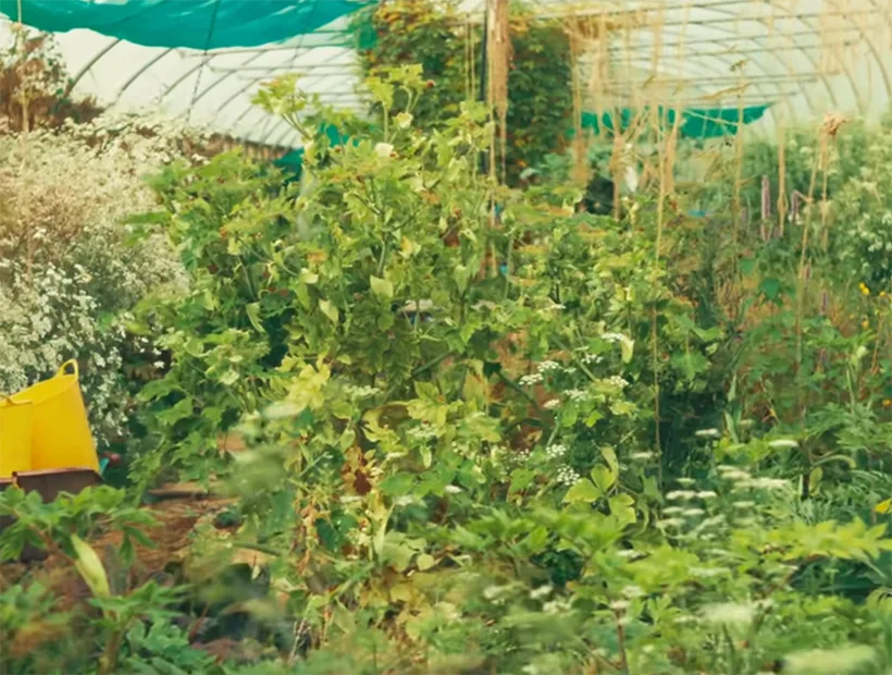 Perennial vegetables growing in the polytunnel