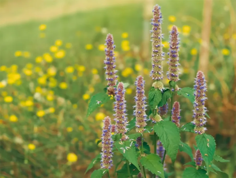 Perennial crops in the polytunnel