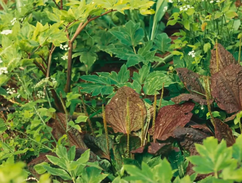 Perennial crops in the polytunnel