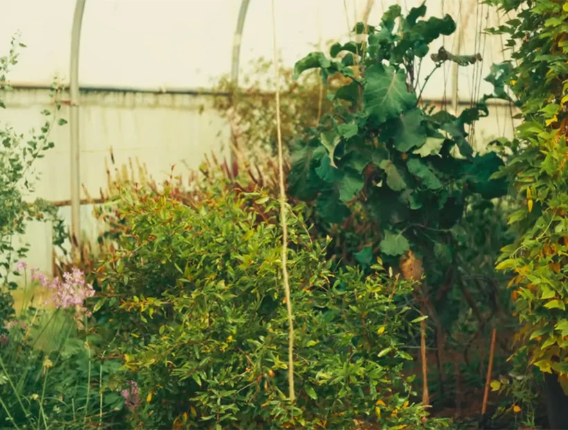 Perennial crops in the polytunnel