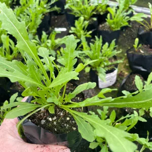 Perennial wall rocket