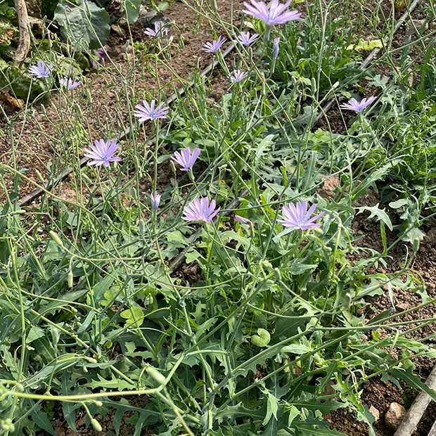 Lactuca perennis mountain lettuce