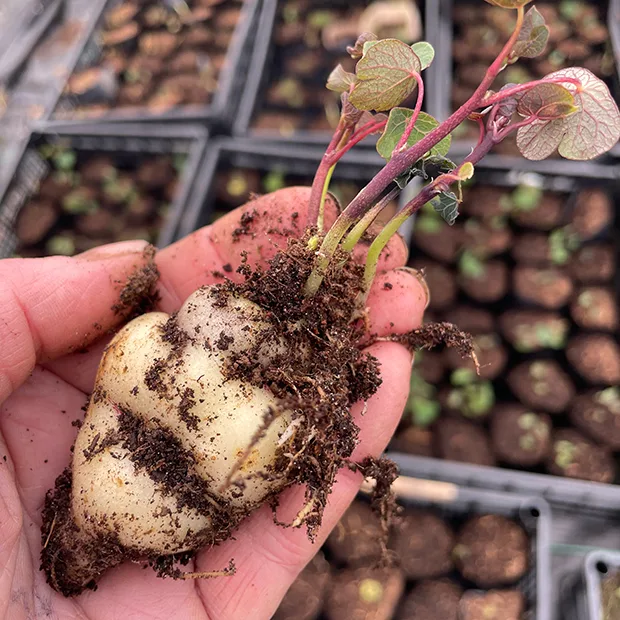Mashua Tropaeoloum tuberosum tuber