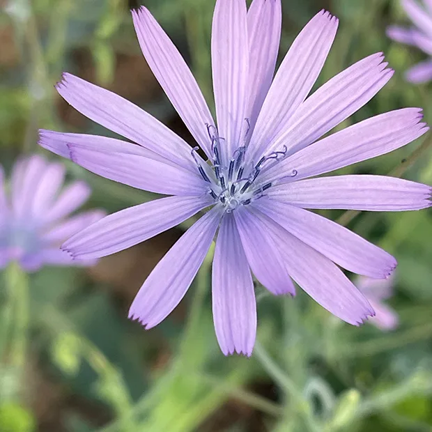 Lactuca perennis mountain lettuce