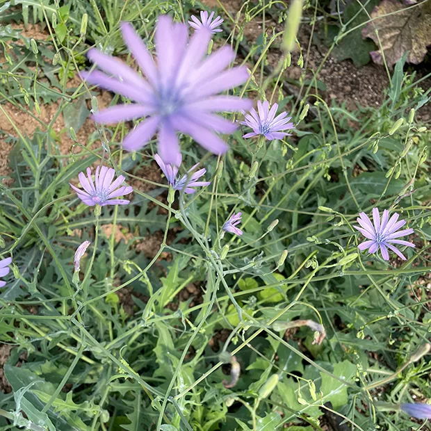 Lactuca perennis mountain lettuce