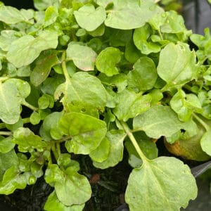 Brown watercress