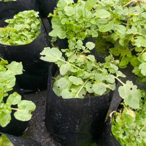 Brown watercress