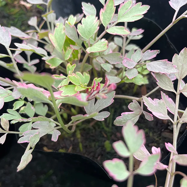 Oenanthe javanica 'Flamingo'