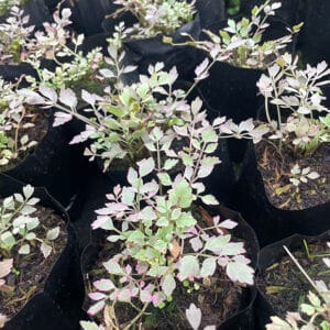 Oenanthe javanica