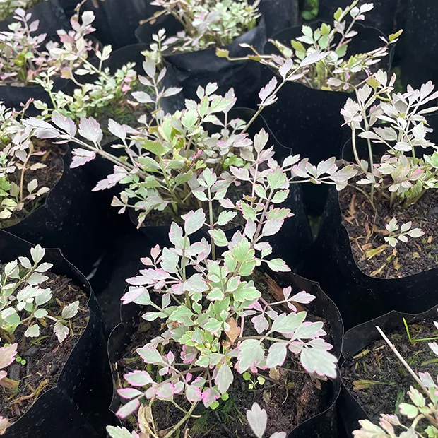 Oenanthe javanica