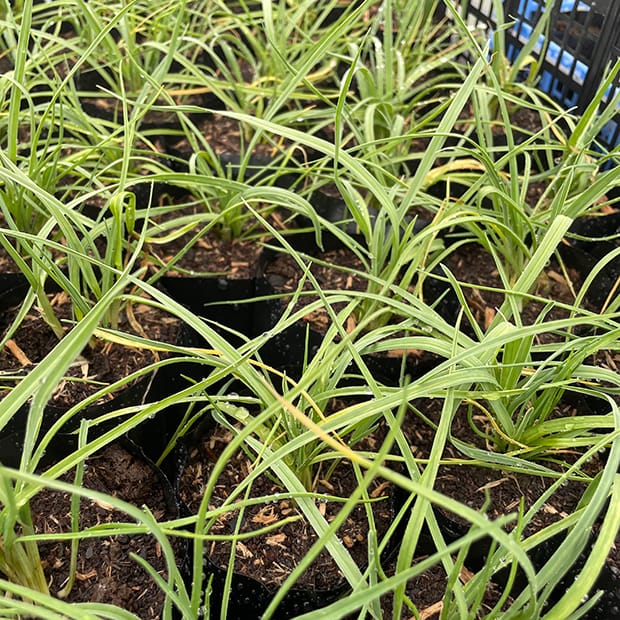 Poireau perpetuel young leeks