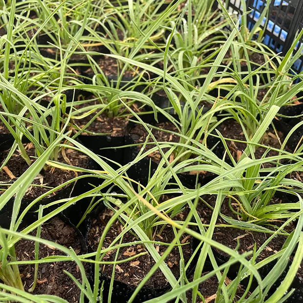Poireau perpetuel young leeks