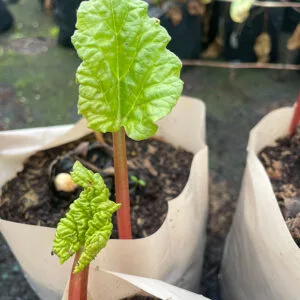 Rhubarb - Timperley early