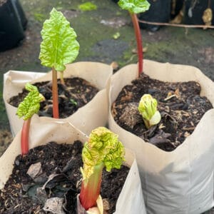Rhubarb - Timperley early
