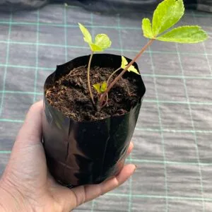 Ashitaba plant Angelica keiskei
