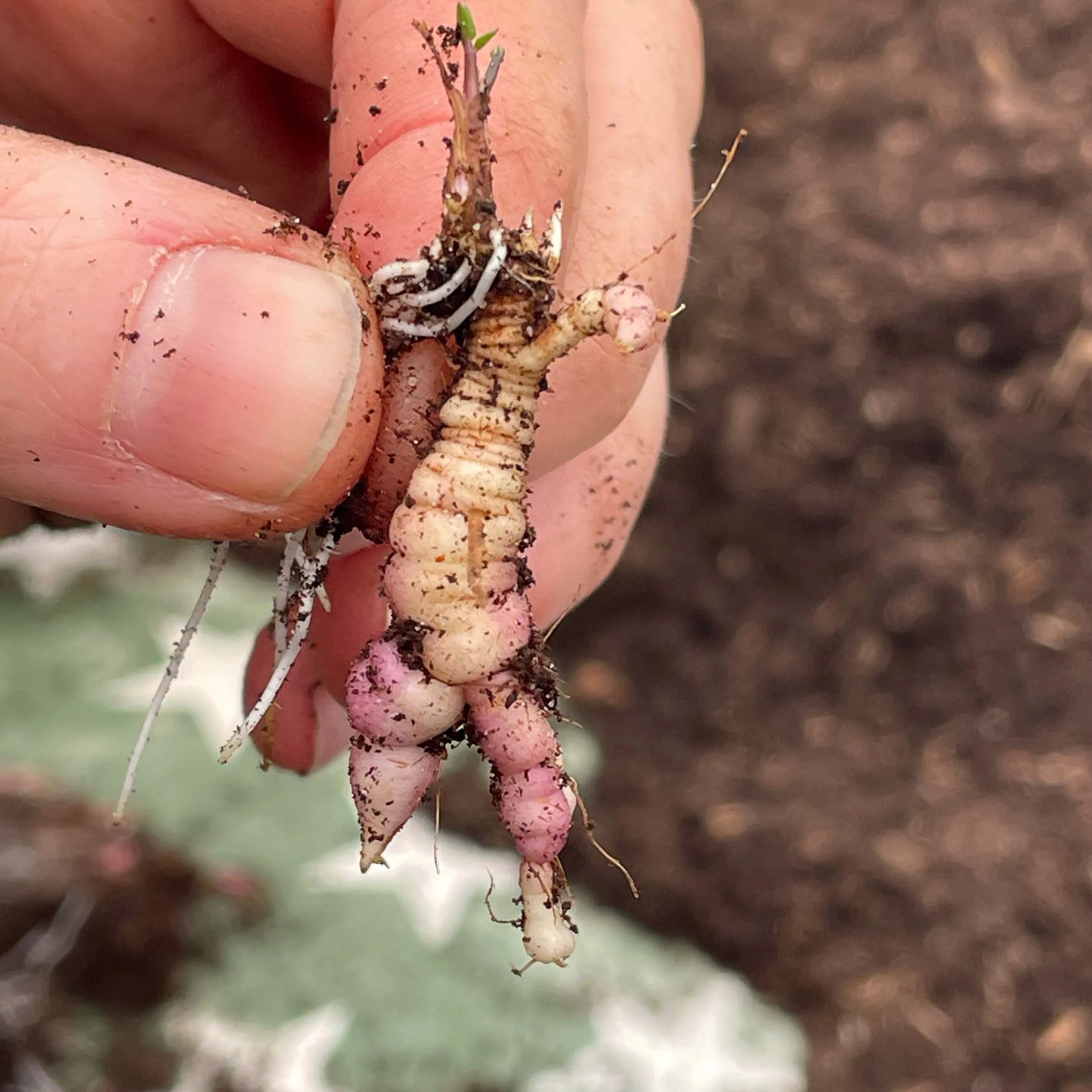 Skirret - Sium sisarum pink blush