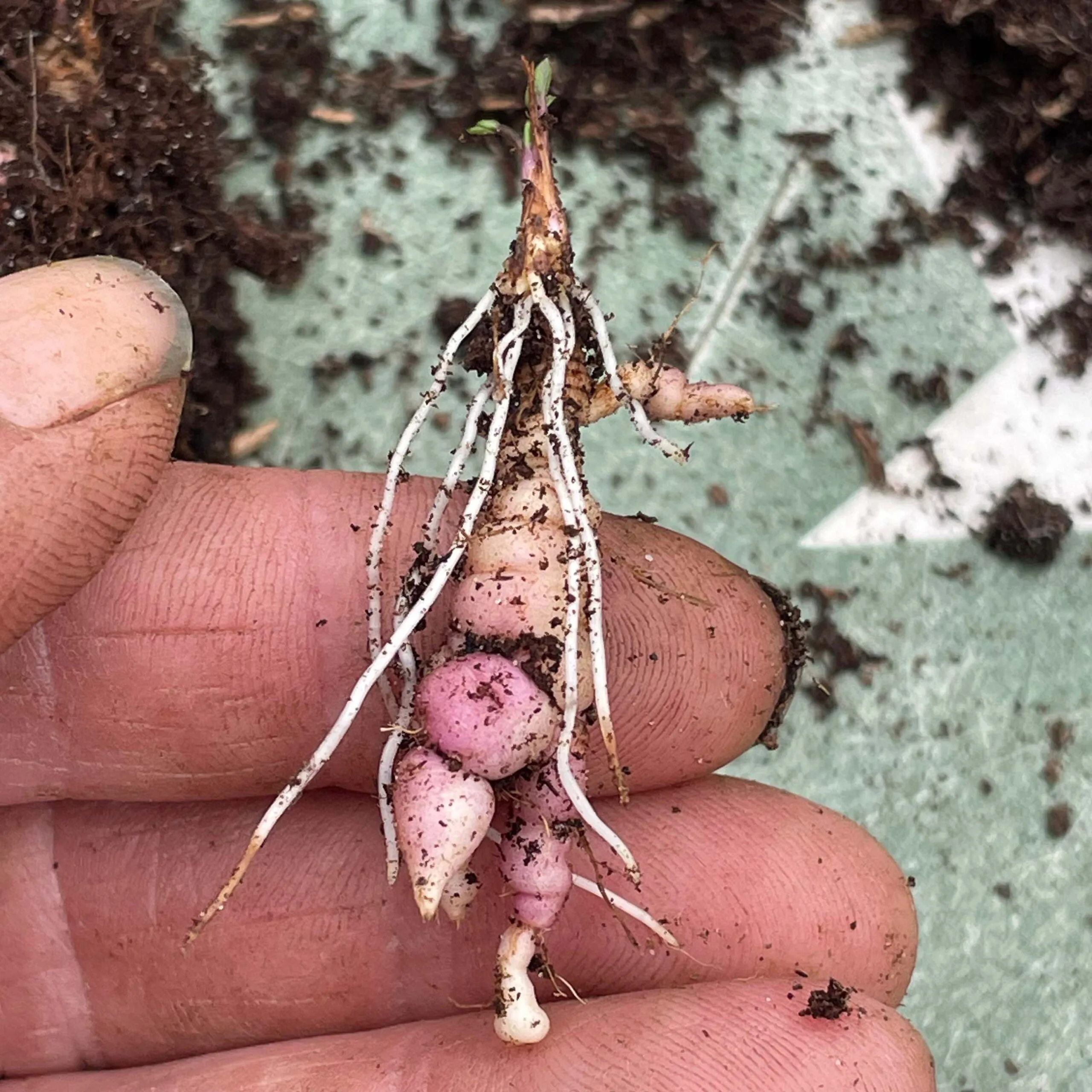 Skirret - Sium sisarum pink blush