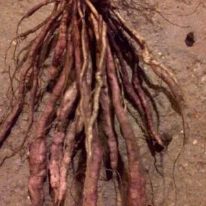 Sium sisarum pink rooted variety