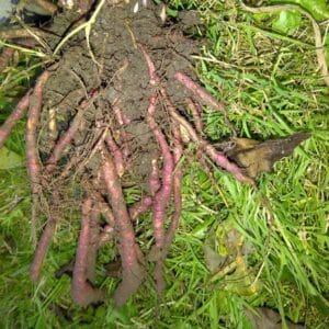 Sium sisarum pink rooted variety