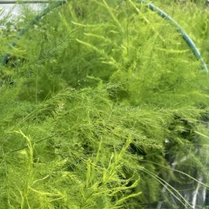 Asparagus Connover's Colossal - potted plant