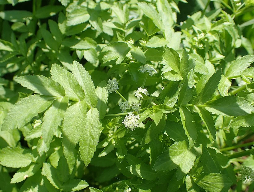 Apium nodiflorum