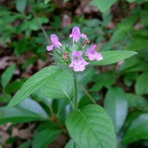 Clinopodium vulgare - wild basil