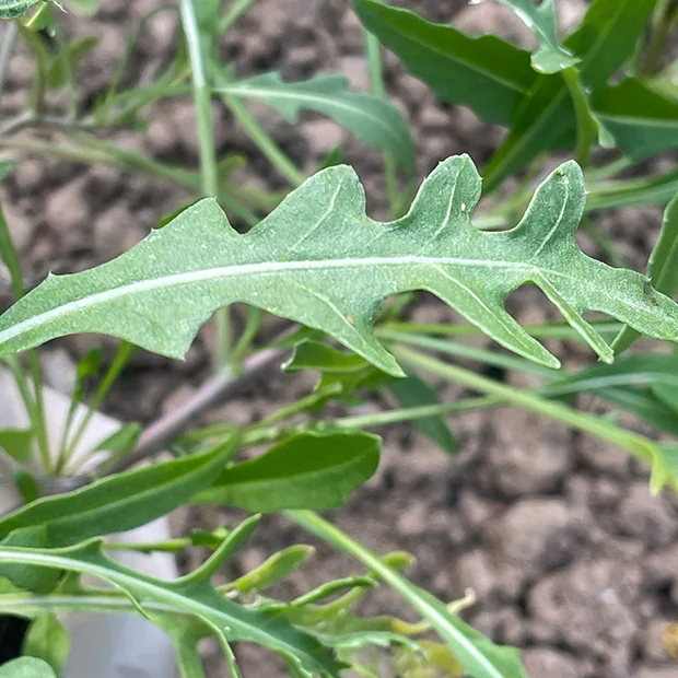 Diplotaxis tenuifolia - perennial wall rocket