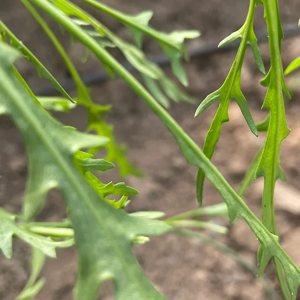 Diplotaxis tenuifolia - perennial wall rocket