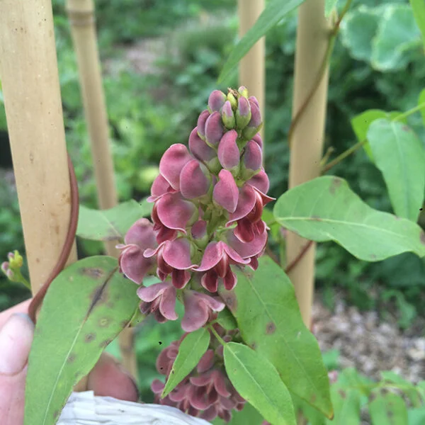 Apios Americana flower