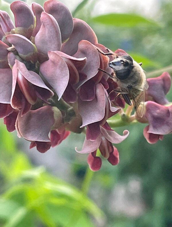 bee on Apios flower
