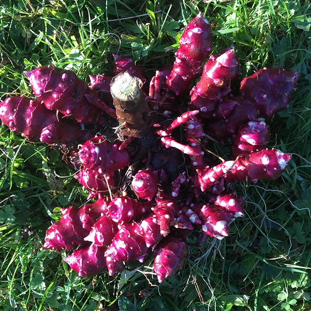 Dwarf Jerusalem Artichoke