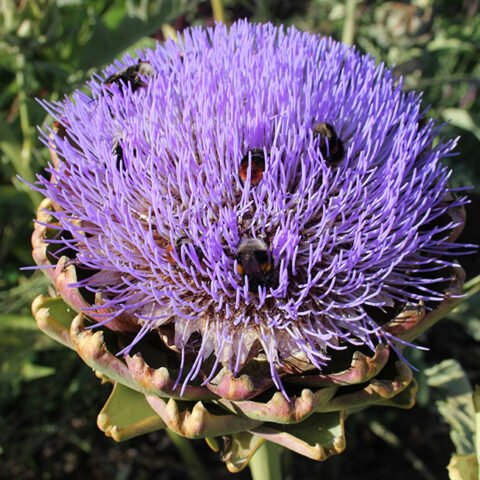 How to Grow Cardoons • Incredible Vegetables