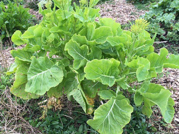 Asturian tree cabbage